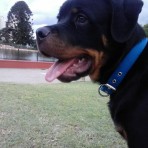 Aquiles